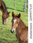 Small photo of cute foal close up of baby horse with mare or mother horse in background foal filly or colt with diamond shaped star on forehead brown baby horse with white facial marking vertical equine image