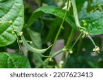 Small photo of Flowers and leaves of bush beans Phaseolus vulgaris in a field
