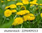 Close up of blooming yellow dandelion flowers Taraxacum officinale in garden on spring time. Detail of bright common dandelions in meadow at springtime. Used as a medical herb and food ingredient