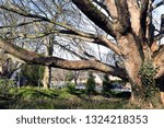 Small photo of BEVERLEY, EAST YORKSHIRE, UK : 14 FEBRUARY 2019 : A 250 yr old Acer Tree in the grounds of Sessions Spa, Beverley - the tree has outlived its normal species life by 100 years and is a local landmark