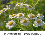 Meadow Of White Chamomile...