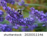 Honey bee extracting nectar from beautiful and delicate lavandula flowers close up. Lavandula angustifolia (lavender most commonly true lavender or English lavender.