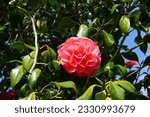 Small photo of Incredible beautiful red camellia - Camellia japonica, known as common camellia or Japanese camellia.