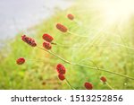 Small photo of Hemophilia flowers (Sanguisorba officinalis) medicinal plant. In the rays of the rising sun. Soft selective focus.