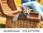 Small photo of Small tabby kitten exit from the basket - little cat curiously peeking and climbing - concept of vitality, fortitude and instinct of self-preservation