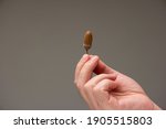 Caucasian male hand holding an acorn isolated on gray background.