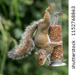 Squirrel Hanging From Bird Nut...