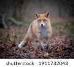 Red Fox Quietly Lurking Around...