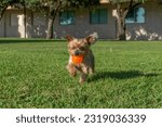 Yorkshire Terrier dog playing fetch in city park. Running with ball.