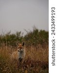 Small photo of The fox's vibrant pelt stands out amidst the whispers of the field, a subtle dance of color and texture.