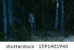 Great Grey Owl Sitting On A...