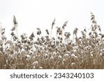 Snow - covered thickets of dry coastal reeds against background of winter gray sky. Pampas grass, beauty in nature, outdoor. Copy space. Selective focus.