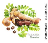 Tamarind Watercolor Isolated On ...