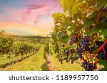 Sunset over vineyards with red wine grapes in late summer