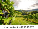 Ripe grapes in an old vineyard in the tuscany winegrowing area, Italy Europe