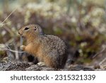 Small photo of Ground squirrel, also known as Richardson ground squirrel or siksik in Inuktitut scavenging on arctic tundra, Arviat, Nunavut, Canada