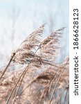 Small photo of Pampas grass on the lake, reed layer, reed seeds. Golden reeds on the lake sway in the wind against the blue sky. Abstract natural background. Beautiful pattern with neutral colors. Selective focus
