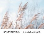 Small photo of Pampas grass on the lake, reed layer, reed seeds. Golden reeds on the lake sway in the wind against the blue sky. Abstract natural background. Beautiful pattern with neutral colors. Selective focus.