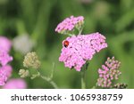 Ladybug Landing Pink Flower