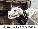 Small photo of Scenery for hallows eve in october season at yard is fight dog breed skeleton. Traditional halloween party decor like scary dogie skeleton of pit bull with spiked doggy collar on floor at doorstep