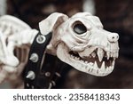 Small photo of Scenery for all hallows eve in october season skeleton of fight dog breed. Traditional halloween party decor like scary dogie skeleton of pit bull with spiked doggy collar on floor
