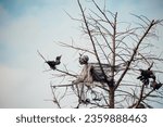 Small photo of Decorative halloween zombies spooks hanging from tall trees yard autumn decor and holiday ideas for party. All hallows eve decoration creepy gloomy specter atmosphere supernatural outdoor