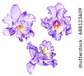 Purple Orchids. Tropical...