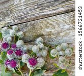 Small photo of Burdock thorny purple flowers, green buds and leaves on wooden background. Blooming medicinal plant burdock (Arctium lappa, greater burdock, edible burdock, beggar's buttons, thorny burr, happy major)