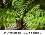 Fern Leaves With Beautiful...