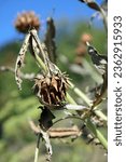Small photo of Dead Cardoon bloom in early Autumn, Derbyshire England