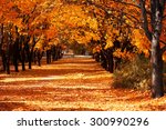 Beautiful romantic alley in a park with colorful trees, autumn landscape