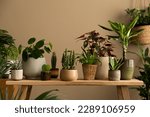 Creative composition of living room interior with plants in flowerpots, wooden bench, cacti, brown wall and personal accessories. Home decor. Template.
