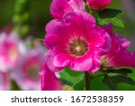 The Hollyhock Growing In A...