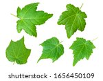 Green leaves isolated on white background. Home maple leaves