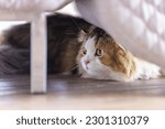 Small photo of Closeup studio shot white and gray cute little fat long hair purebred kitten pussycat companion laying lying down resting relaxing under cozy armchair playing hide and seek with owner in living room.
