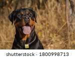 Portrait Young Rottweiler At...