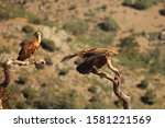 Two Griffon Vultures  Gyps...