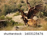The Griffon Vultures  Gyps...