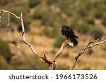 The Common Raven  Corvus Corax  ...