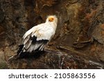 The Egyptian Vulture  Neophron...