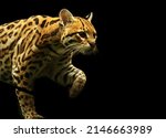 The American Spotted Cat ...