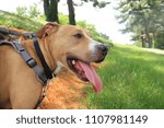 Small photo of Twinkie, the pit bull/terrier looking for runners on the trail