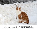 Small photo of Red white cat sitting on the snowy road and making very cattish look