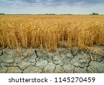 Wheat crops suffer as drought continues. Wheat field with very dry soil. Dry wheat field in the Netherlands. Dutch landscape with 'tarwe' field. Extreme droogte in Zeeland. Agriculture