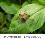 Macro The Stinkbug On Green Leaf
