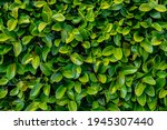 Close Up Of Green Leaves Of A...