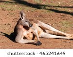 Male Kangaroo Resting In An...