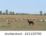 Small photo of 2 alpaca keep guard on a mob of crossbreed ewes with lambs in a rural paddock on a sunny day