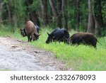 Feral hogs graze along a hiking ...