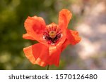 Bud From A Poppy Flower